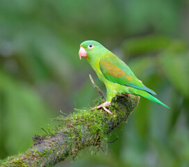 Orange-chinned or Tovi parakeet (Brotogeris jugularis), Laguna del Lagarto Eco Lodge, Boca Tapada, Alajuela, Costa Rica.