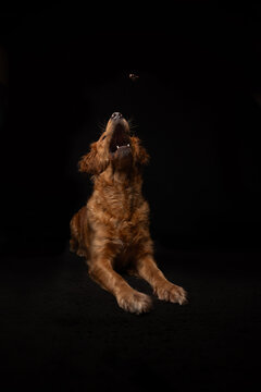 portrait of a dog