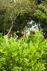 green trees in the square