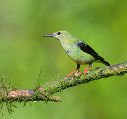 Red-legged Honeycreeper (Cyanerpes cyaneus) immature male, Laguna del Lagarto, Boca Tapada, Alajuela, Costa Rica