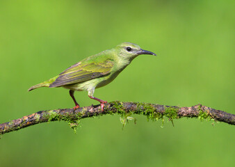 Red-legged Honeycreeper (Cyanerpes cyaneus) female, Laguna del Lagarto, Boca Tapada, Alajuela, Costa Rica