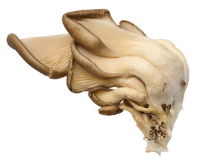 Fresh oyster mushrooms on a white isolated background, tasty and healthy food