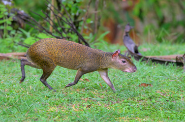 Central American agouti (Dasyprocta punctata), Laguna del Lagarto, Boka Tapada, Alajuela, Costa Rica