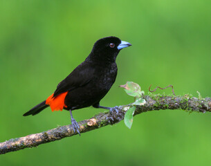 Scarlet-rumped (Passerini's) tanager (Ramphocelus passerinii) male, Laguna del Lagarto Eco Lodge, Boca Tapada, Alajuela, Costa Rica.