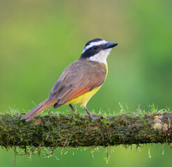 Great Kiskadee (Pitangus sulphuratus), Laguna del Lagarto, Alajuela, Costa Rica