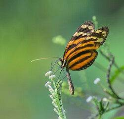 Tiger-striped Longwing or tiger heliconian (Heliconius ismenius) feeding from flowers, La Selva Biological Station, Heredia Province, Costa Rica