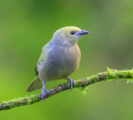 Obraz premium Palm tanager (Thraupis palmarum) Laguna del Lagarto Eco Lodge, Boca Tapada, Alajuela, Costa Rica.
