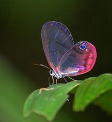 The Pink-tipped Clearwing Satyr or the blushing phantom butterfly (Cithaerias pireta) in...