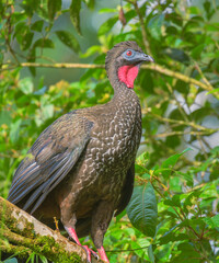 Crested Guan (Penelope purpurascens), La Selva Biological Station, Heredia Province, Costa Rica