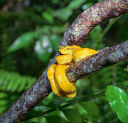 Eyelash Palm Pit viper (Bothriechis schlegelii) coiled around tree branch in rainforest, Cahuita National Park, Limon Province, Costa Rica.