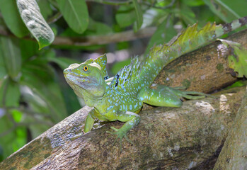 Plumed or green crested basilisk (Basiliscus plumifrons) male in the growing over water in rainforest, Cahuita National Park, Limon, Costa Rica