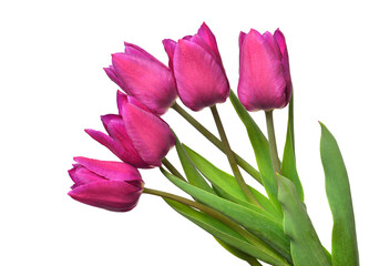 Bouquet purple tulips flowers isolated on white background. Still life, wedding. Flat lay, top view