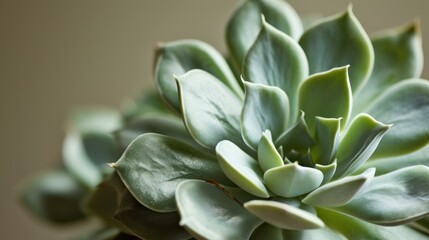  a close up of a succulent plant with lots of green leaves on it's stem and a brown background.