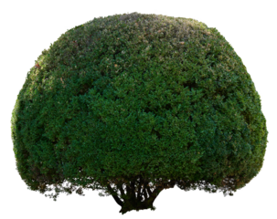 Round boxwood bush isolated on background, growing ornamental shrub for garden