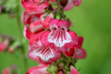 Obraz premium rojo Flor Estribaciones Penstemon, Penstemon Chaparral, Bunchleaf Penstemon