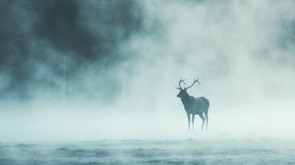  a deer standing in a foggy field with antlers on it's head and antlers in the foreground.