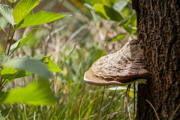 Ganoderma applanatum. Hongo de soporte