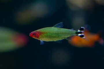 Obraz premium Firehead tetra, Petitella bleheri