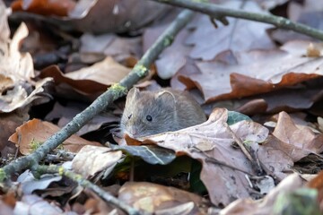 Bank vole, Clethrionomys glareolus