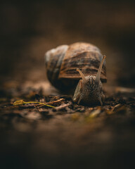 snail in a forest