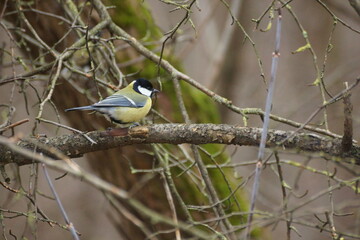 Titmouse in the forest in winter