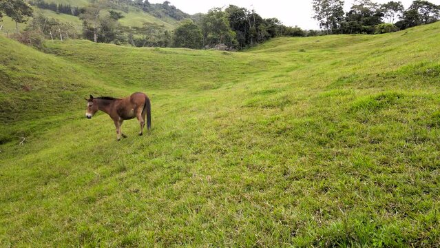 Burro Corriendo Libre en un Pastizal