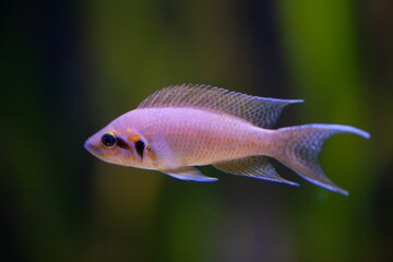 Fototapeta premium Princess of Burundi cichlid, Neolamprologus brichardi