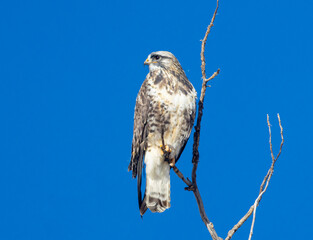 Rough Legged Hawk