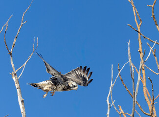 Rough Legged Hawk