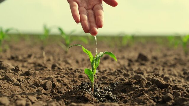Water flows down arm, drips into ground, waters sprout. Agricultural industry. Farmer its pouring water on dirty hand, on green sprout. Seedling closeup. Growth time plants. Concept of cultivation