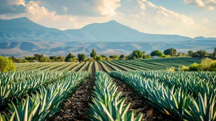 Plexiglas foto achterwand Agave field for tequila production © DreamPointArt