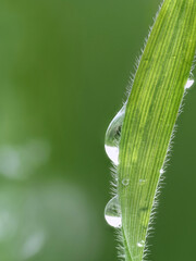 Close-up Detail of a Green Leaf with Dew Droplets