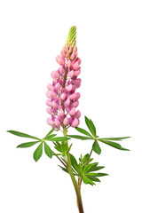 Pink lupine flowers isolated on white background. Beautiful floral composition