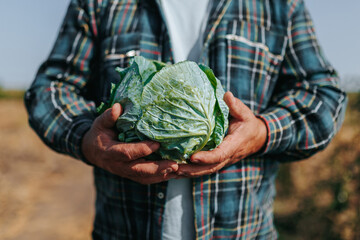 Harvest Time Close Up Farmer Hands Holding Fresh Cabbage