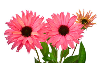 Echinacea flowers bouquet isolated on white background. Medical plant. Flat lay, top view