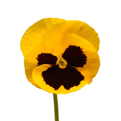 Yellow flowers pansy isolated on white background. Flat lay, top view