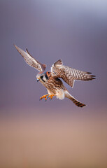 American kestrel on the verge of landing