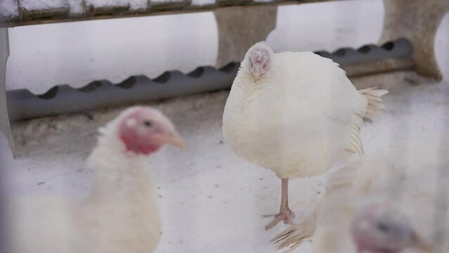 Chickens on a snowy street. Poultry farm in winter. Turkey in the chicken coop in winter.