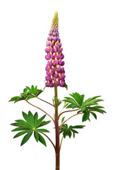 Purple lupine flowers isolated on white background. Beautiful floral composition