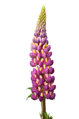 Purple lupine flowers isolated on white background. Beautiful floral composition