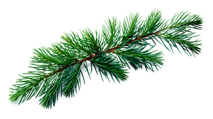 Fototapeta na wymiar Fir branchlet isolated on transparent background. PNG
