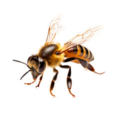 Flying bee isolated on transparent background. PNG