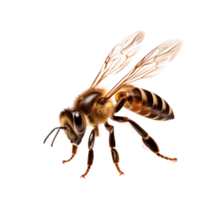Foto op Plexiglas Flying bee isolated on transparent background. PNG © Yana