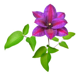 Flower purple clematis isolated on white background. Floral pattern, object. Flat lay, top view
