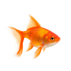 Fototapeta premium Gold fish isolated on transparent background. PNG