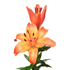 Bouquet of orange lilies isolated on white background. Flowers, floral composition