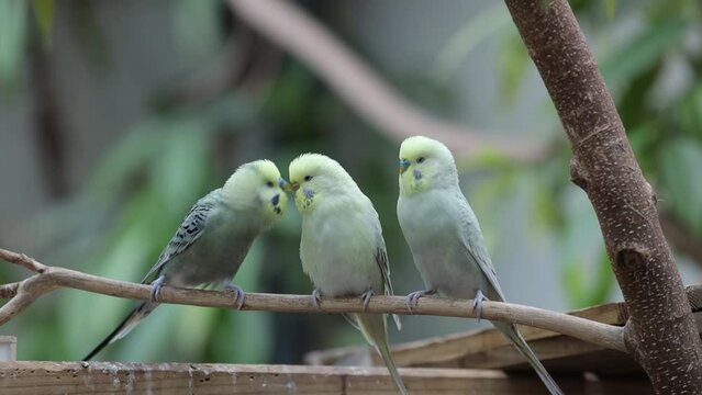 3 lovely love bird parakeets on a branch