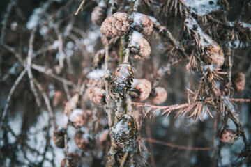 ice covered pine tree cones on branch in winter forest