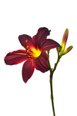 Day lily beautiful delicate flower isolated on white background. Bright purple striped color. Flat lay, top view