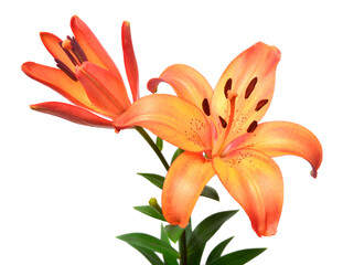 Bouquet of orange lilies isolated on white background. Flowers, floral composition